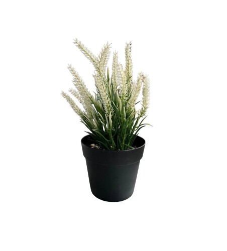 Hediyelik Saksıda Lavanta Çiçeği - 2