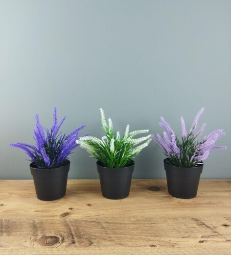 Hediyelik Saksıda Lavanta Çiçeği - 3