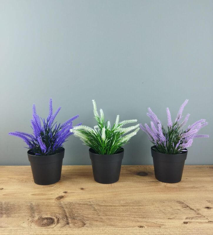 Hediyelik Saksıda Lavanta Çiçeği - 3