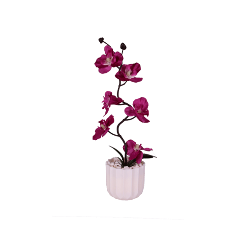 Orkide Saksılı Hediyelik Çiçek - 3