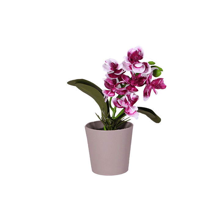 Saksıda Mini Orkide - 1
