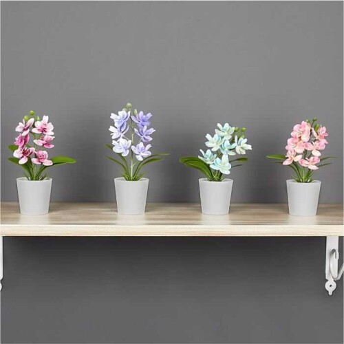 Saksıda Mini Orkide - 3