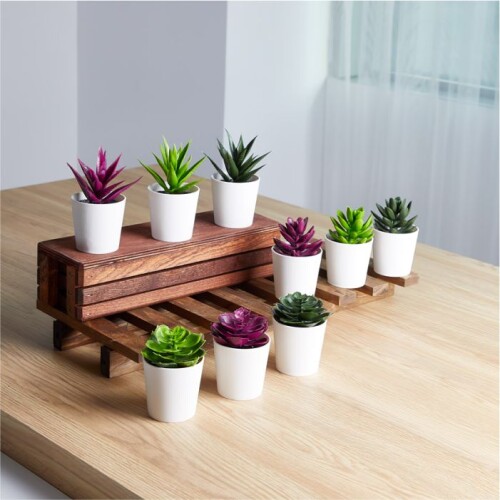 Saksıda Sukulent - 4